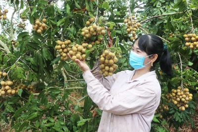 Làm giàu từ cây ăn quả