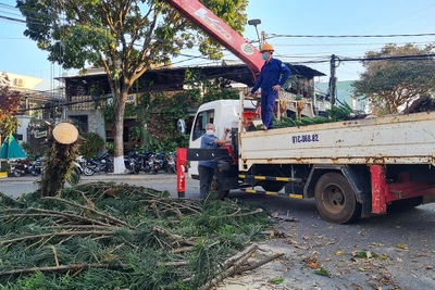 Pleiku: 1 cây xanh bất ngờ bật gốc gây cản trở lưu thông