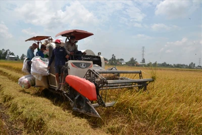 Thương hiệu quốc gia và hành trình gạo Việt