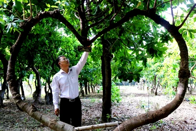 Ngày Tết Nhâm Dần khám phá vườn cây Vô ưu có thế dáng độc đáo