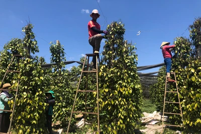 Trung Quốc đột ngột chậm thu mua, giá một loại nông sản ở Tây Nguyên giảm dù đang vào vụ