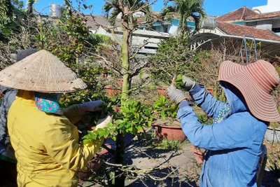 Trồng mai vàng vì sao phải kỳ công giăng lưới đuổi chim, hỏi tay lão luyện hóa ra đều là dân gốc Bình Định