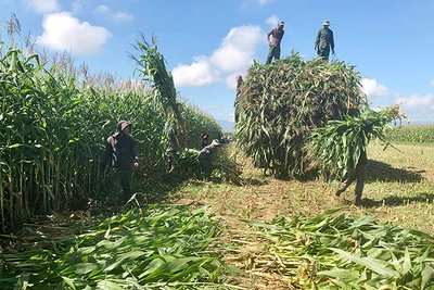 Tạo đột phá trong sản xuất nông nghiệp