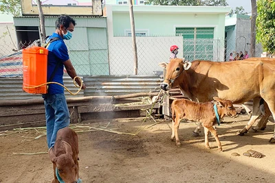 Ayun Pa phát hiện trường hợp bò mắc bệnh viêm da nổi cục