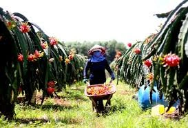 Ai cứu nông dân?