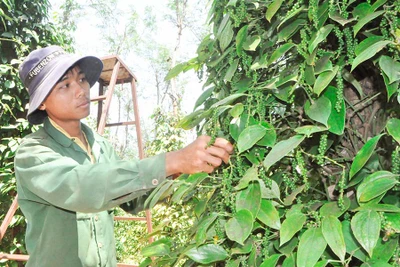 Làm giàu từ "chất lính"