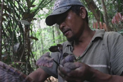 Băng rừng Khánh Lê nhổ nấm linh chi