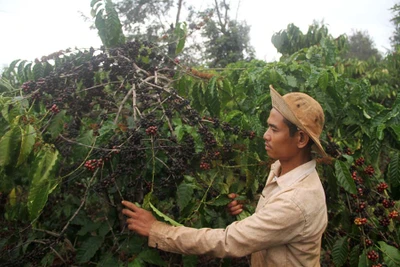 Chung tay tìm hướng đi cho cây cà phê