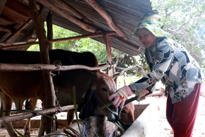 Krông Pa nâng cao chất lượng đàn bò lai