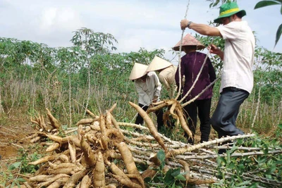 Đức Cơ: Giá mì thấp kỷ lục, nông dân lỗ nặng