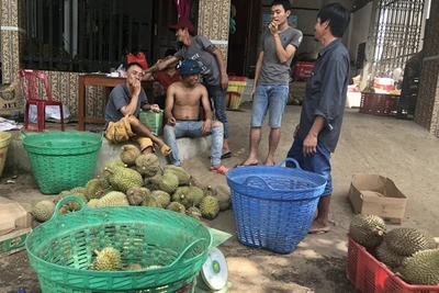 Lâm Đồng: Thông tin chính thức về 'cơn sốt' hạt sầu riêng