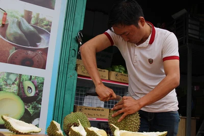 Hạt sầu riêng lên "cơn sốt", đến nỗi bới cả... thùng rác lùng hạt