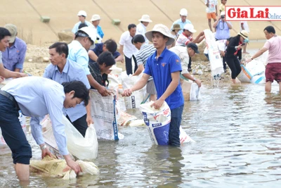 Thả hơn 85 ngàn con cá giống ra hồ thủy điện