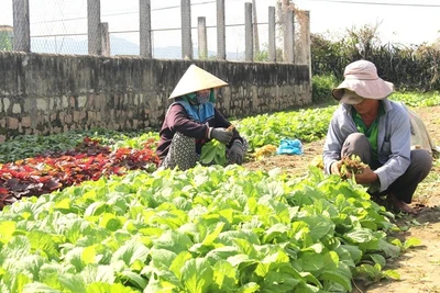 Đưa cán bộ HTX sang Nhật để nâng cao năng lực