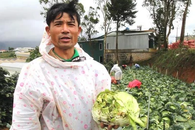 Nông sản Trung Quốc nhái - nỗi đau của nông dân Đà Lạt