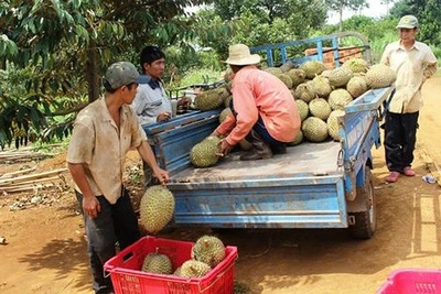 Tiêu rớt giá, đổ xô trồng sầu riêng ở Tây Nguyên