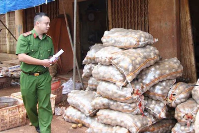 Nông dân khóc trên những luống khoai