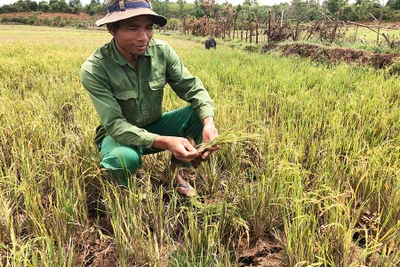 Hạn hán trên địa bàn Gia Lai gây thiệt hại hơn 40 tỷ đồng