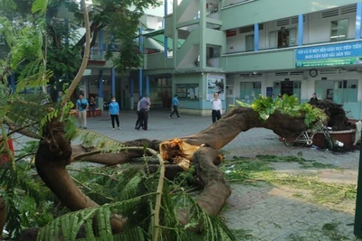 Cây phượng đổ trong sân trường ở TP.HCM, 1 học sinh tử vong