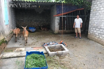 Nuôi hươu-loài thú đội thứ "đại bổ" trên đầu, 9X Bắc Giang thu hàng trăm triệu/năm