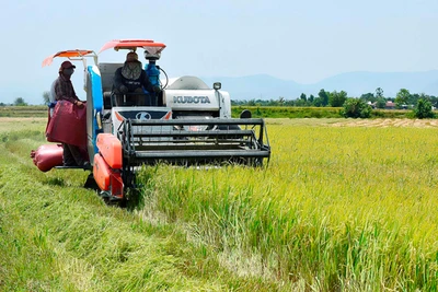 Đầu tư giống nâng tầm chất lượng Gạo Phú Thiện