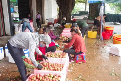 190 thương nhân Trung Quốc chấp nhận cách ly 14 ngày, chờ mua vải thiều