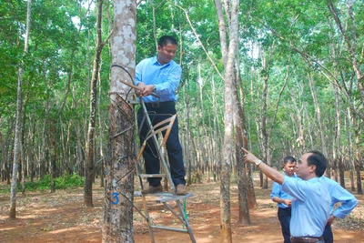 Sáng kiến hữu ích cho công nhân cạo mủ cao su