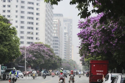 Hoa bằng lăng bung nở "nhuộm tím" đường phố Hà Nội