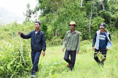 Cần nhân rộng phong trào trồng cây gây rừng