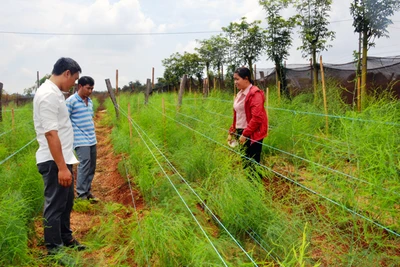 Chư Prông: Hướng đến vùng chuyên canh nông nghiệp công nghệ cao