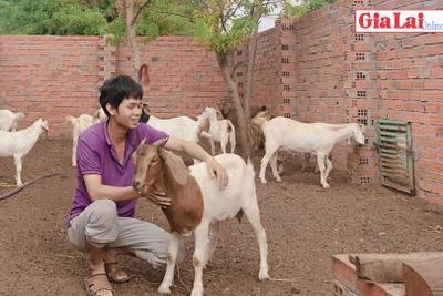 Phát triển kinh tế từ nuôi dê Boer lai Bách Thảo