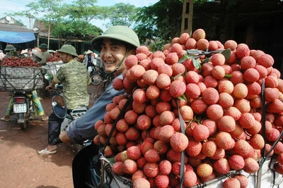 Tin vui bất ngờ cho trái vải Việt Nam