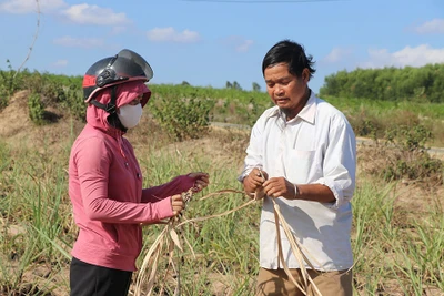 Kbang: Nguy cơ thất thu mía vì sâu bệnh và nắng hạn