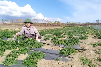 Trồng thứ cây thuốc bổ ra củ quý, dân ở đây gọi là nhân sâm Phú Yên