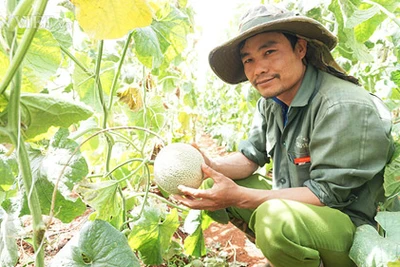 3 vụ liền giá cà phê "nằm đáy", may có sầu riêng, măng cụt cứu vãn