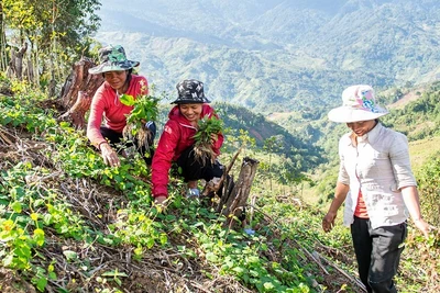 Rủ nhau lên núi trồng thứ sâm này, bán được cả củ lẫn lá