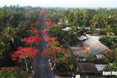 Đẹp ngỡ ngàng những tuyến đường phủ đầy hoa phượng ở miền Tây