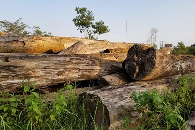 Vì đâu rừng Lâm Đồng tan hoang ?: 'Núp bóng' dự án trồng cao su