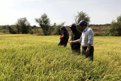 Liên kết sản xuất lúa chất lượng cao: Nhiều triển vọng