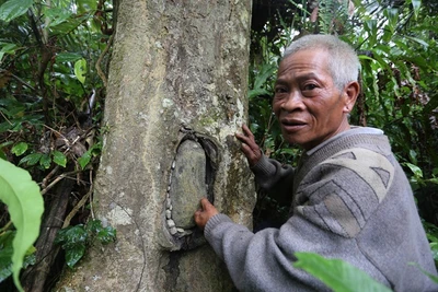 Kỳ công nghề làm nhà cho... ong ở để lấy mật của người Giẻ Triêng