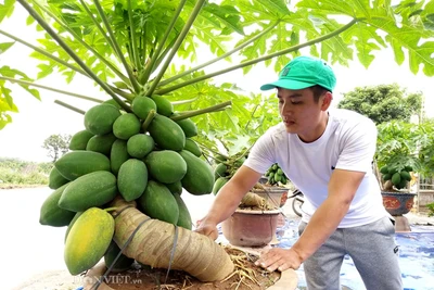 "Săn" đu đủ bonsai dáng siêu độc, quả đẻ chi chít chơi tết