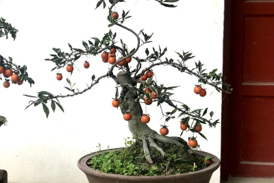 Hồng đá bonsai giá 1 tỷ đồng: Đại gia bí ẩn xuống tiền chơi Tết