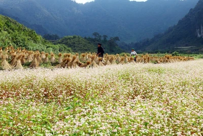 Mùa hoa tam giác mạch