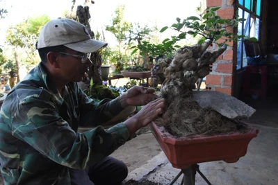 Bonsai ngũ sắc đón đầu dịp Tết