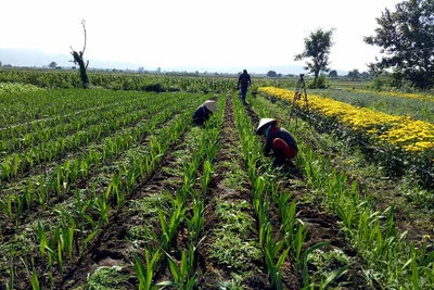 Nông dân Ayun Pa trồng hoa bán Tết