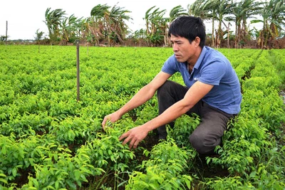 "Ăn nên làm ra" nhờ rau an toàn