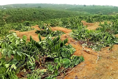 100 cây cà phê quả sai trĩu cành bị kẻ xấu chặt hạ trong đêm