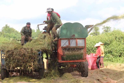 Chư Pưh: Triển vọng cánh đồng lúa lớn một giống