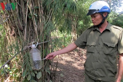 Kim tiêm "bủa vây" khu công nghiệp và vườn rẫy của dân ở Đắk Lắk