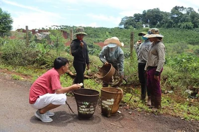 Thứ rau rừng đặc sản ở Tây Nguyên, chưa kịp nhú đã bị đào, chưa mang ra tới chợ đã tranh nhau mua